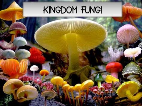 Kingdom Fungi Examples