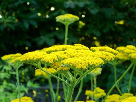 18 Varieties Of Yellow Flowering Plants