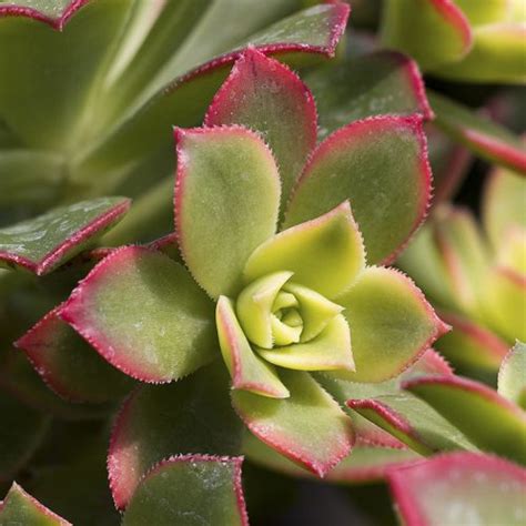 Exotic Tender Succulents Indoor And Home Soft Succulents