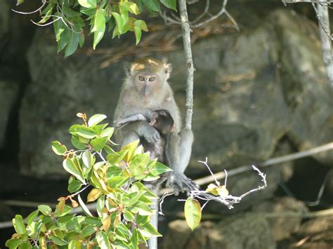 Monkeys Of Thailand Monkey Habitat Habitats Monkey