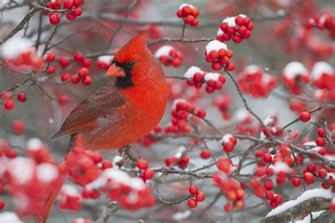 Northern Cardinal Male In Common Winterberry Bush In Winter Marion