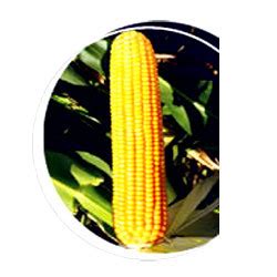 Corn Seeds At Best Price In Nagpur Maharashtra Ankur Seed Private