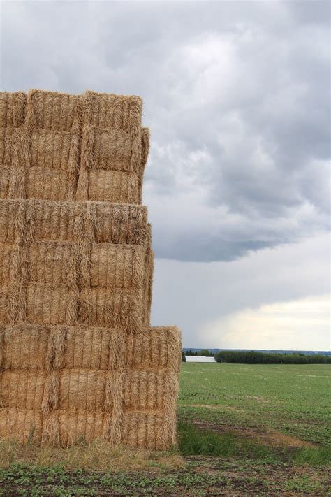 Large Square Hay Bales Free Stock Photo Public Domain Pictures