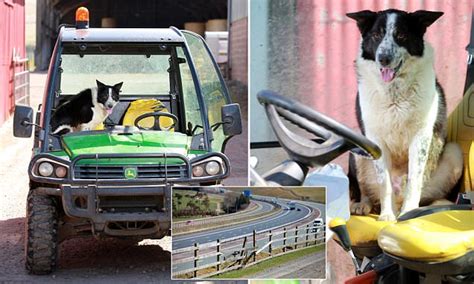 Abington Sheepdog Takes Control Of Tractor And Drives It Onto M74