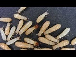 Baby Termite - YouTube