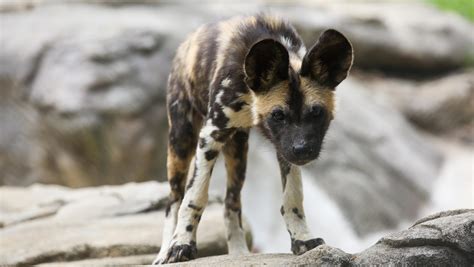 Photos Zoo Knoxvilles African Painted Dog Puppies