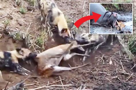 Death Battle Between Wild Dogs Hippo And Antelope Ends In Bloodbath