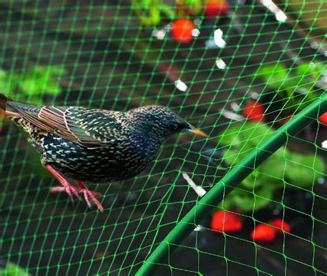 Check Out These Simple Steps On How To Keep Birds Out Of Garden