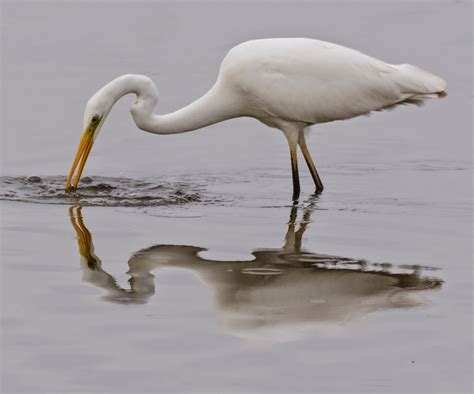 Gower Wildlife Great White Egret