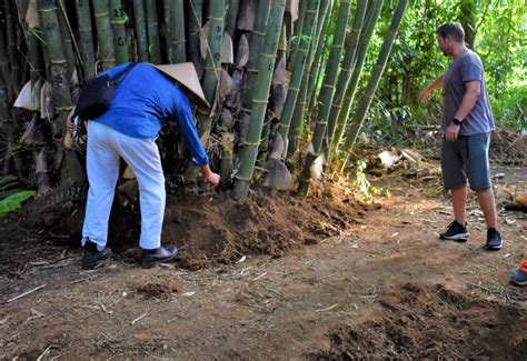 How To Harvest Bamboo Sustainably