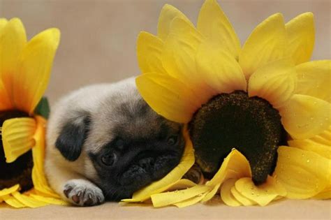 48 Cute Pug Puppy Wallpaper On Wallpapersafari