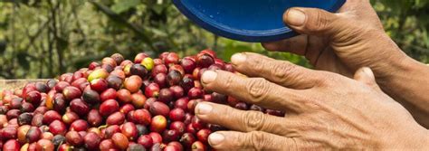 Why Ecuador Has The Best Tasting Coffee Sense Ecuador®
