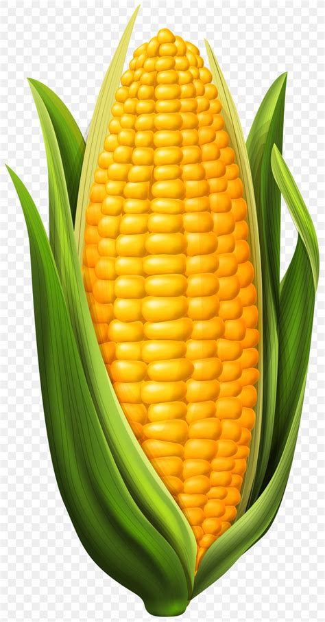 Corn Cob Clipart Png Clip Art Library