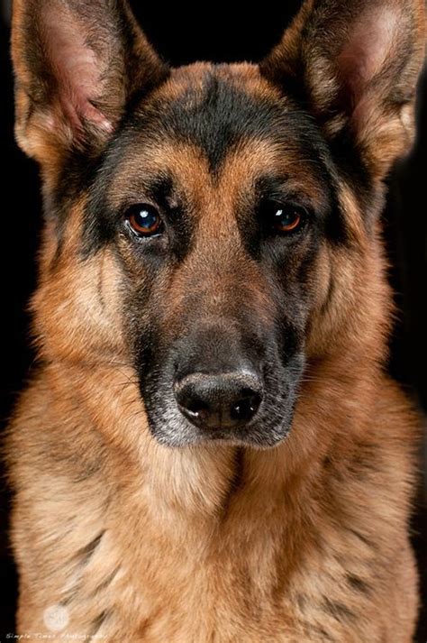 Look At These Eyes Dogs German Shepherd Dogs Beautiful Dogs