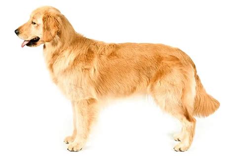 Chó Golden Retriever Yolo Pet Shop