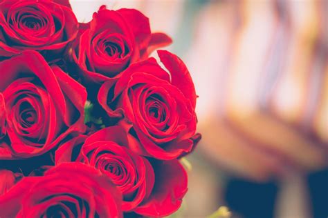 Gambar Bunga Mawar Merah Yang Indah Gambar Bunga