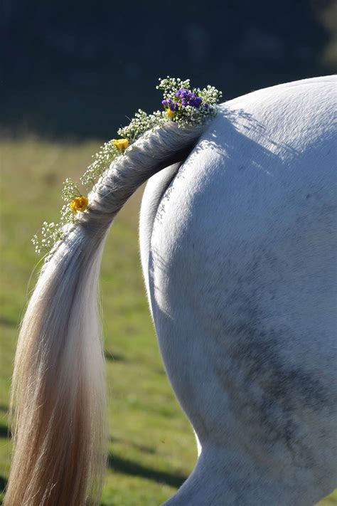 Check spelling or type a new query. Jess and Greg's Country Horseback Wedding | Chapman Valley