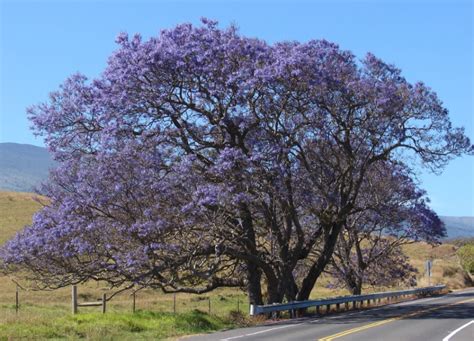 Maybe you would like to learn more about one of these? Jacaranda mimosifolia Growing Guide | Blue Jacaranda