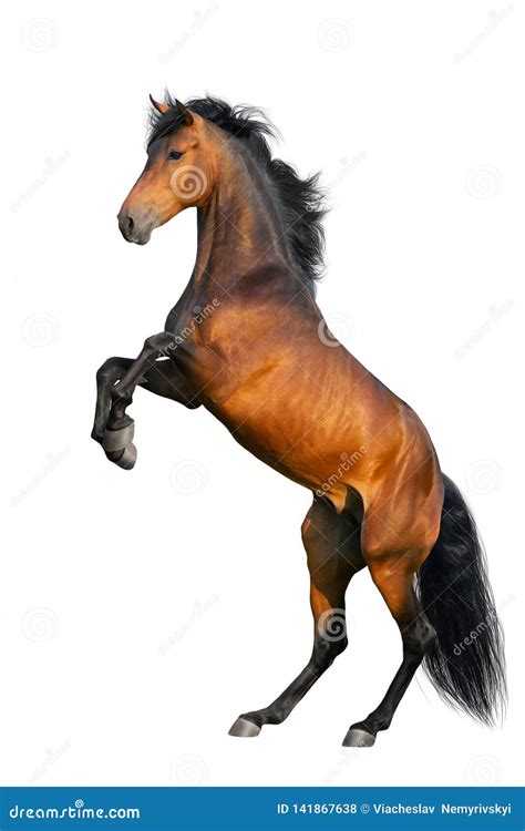 Rearing Horse Royalty Free Stock Photo 24858723