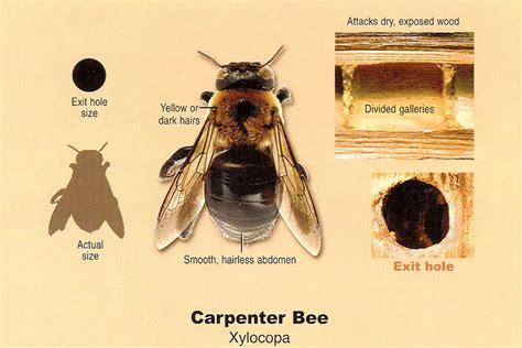 Guide To Carpenter Bee Prevention And Treatment We Fix Log Homes