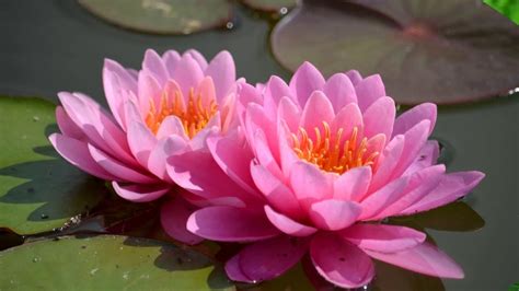 Beautiful Lovely Water Lilies Hd1080p Youtube