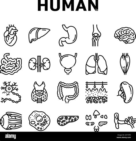 Conjunto De Iconos De Anatomía De órganos Internos Humanos Vector
