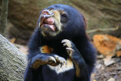 Sun Bears Copy Each Others Facial Expressions To Communicate New