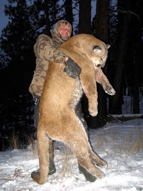 Idaho Mountain Lion Hunting Mountain Lion Hunt Idaho Cougar Hunt Idaho