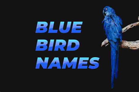 150 Blue Bird Names Finding Feathered Inspiration Red Lasso