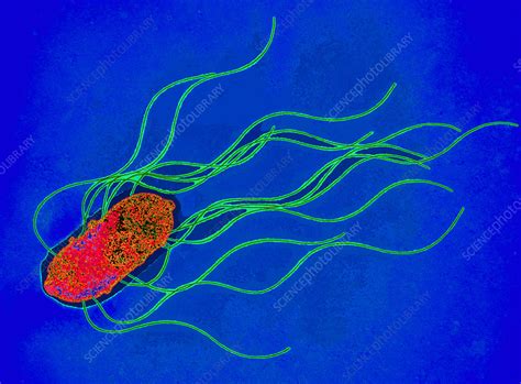 Coloured Tem Of A Salmonella Bacterium Stock Image
