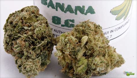 Banana Og Strain Cannabis Strains Information