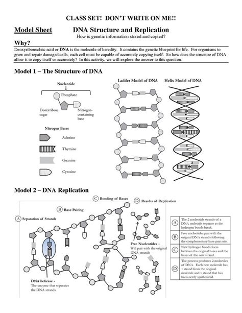 Dna replication is the process in which dna is copied. Pin on Worksheet