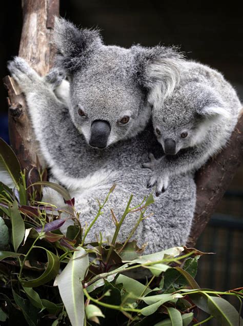 Koala Bear Facts Animal Facts Encyclopedia