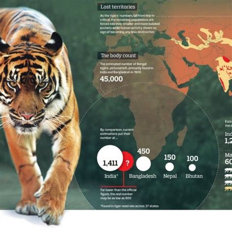 Tiger Extinction Facts And Statistics Animal Infographic Animals