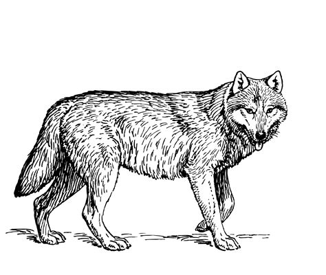 Wolf Illustration Clipart Free Stock Photo Public Domain Pictures
