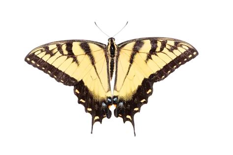 Gaviota Macho Tigre Papilio Glaucas 2024