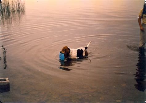 Can Basset Hounds Swim Page 4 Basset Hounds Basset