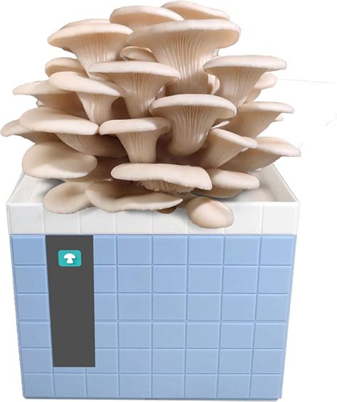 Organic Shiitake Mushroom Growing Kit Small Mushroom Growing Kit