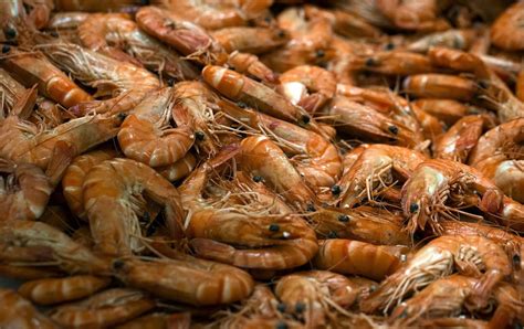 Prawn Shortage Means Shoppers Are Shelling Out More Metro News
