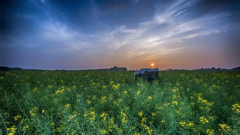 Yellow Rapeseed Spring Flowers Field During Sunset 4k 5k Hd Flowers