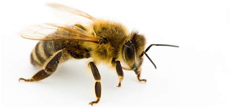 Honey Bees Appearance Common Traits And Behavior Beehivehero