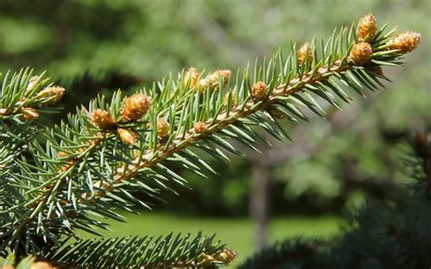 Tell The Difference Between Pine Spruce And Fir Zenseekers
