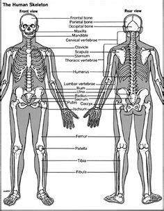 Standard anatomical position is a way of describing the anatomy of an organism so that it is easy to understand what part of the body is being this diagram depicts the body in standard anatomical position and uses positional labels. Standard anatomical position : Diagram : Right, Left ...