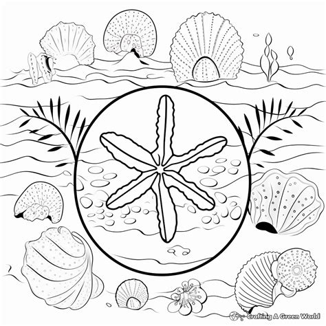 Sand Dollar Coloring Pages Free And Printable