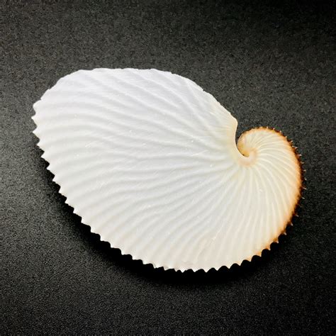 Argonaut Shell Paper Nautilus Natural Cleaned Sea Shell Rare Etsy