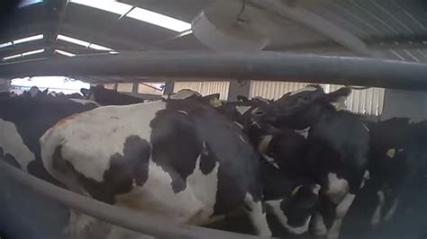 Undercover Video Reveals Factory Farm Cruelty