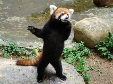 Animal Wildlife Looking Outdoors Solid Zoo Standing Panda Panda