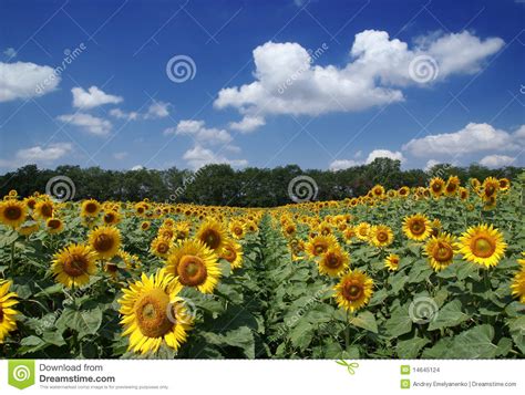 Sunflower Field And Cloudy Blue Sky Stock Images Image