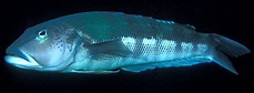 Blue cod - Wikipedia