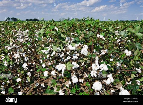Cotton Fields Near Moultrie Georgia Usa Stock Photo Alamy